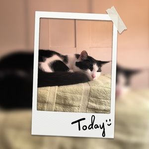 Meet your Posher, Yan